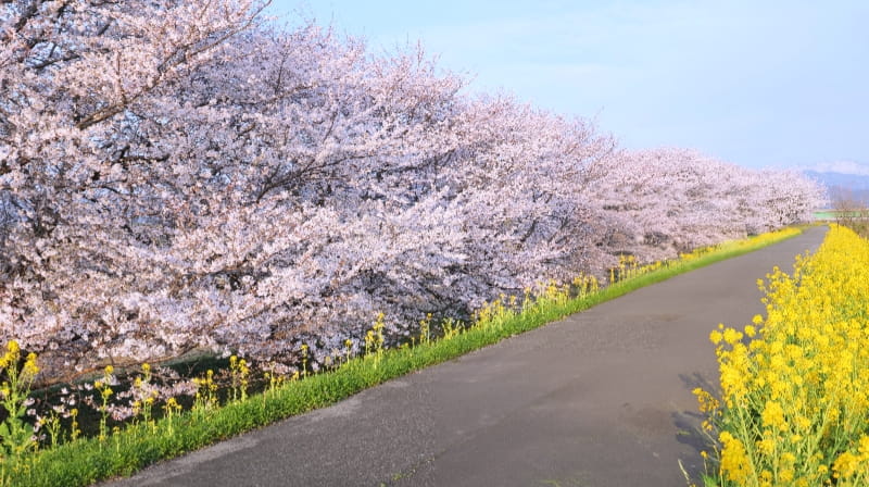 加治川沿いの桜並木