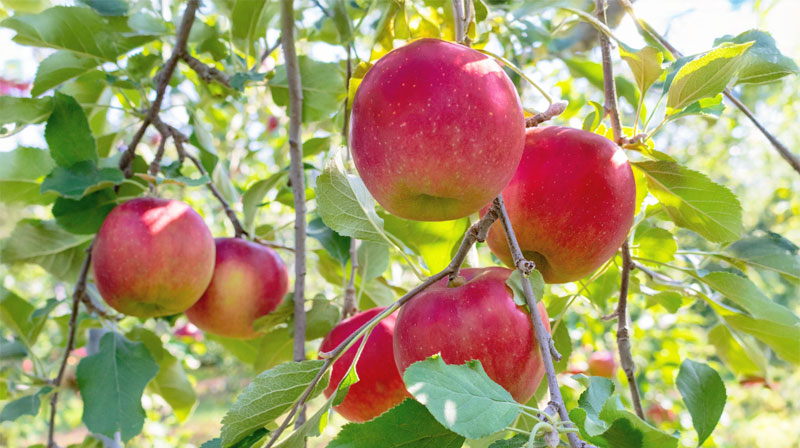 倉島農園（リンゴ狩り）